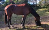 Thoroughbred Mare on HorseYard.com.au (thumbnail)