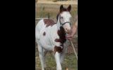 2016 Reg Paint Gelding #16205 on HorseYard.com.au (thumbnail)