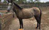 Pure Polish Mare - 'Zephyr' on HorseYard.com.au (thumbnail)