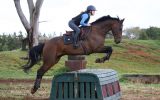 16.2hh Warmblood Gelding on HorseYard.com.au (thumbnail)