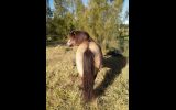 Buckskin Pony Mare on HorseYard.com.au (thumbnail)