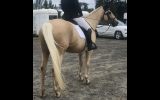 Stunning Palamino Warmblood Gentlemen  on HorseYard.com.au (thumbnail)