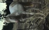 Stunning pally and white colt  on HorseYard.com.au (thumbnail)