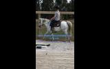 Registered Aust Riding Pony on HorseYard.com.au (thumbnail)
