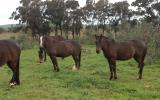 Spotted Pony Gelding on HorseYard.com.au (thumbnail)