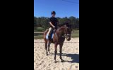 Quiet TB Gelding on HorseYard.com.au (thumbnail)