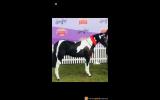 TRIPLE REGISTERED PONY on HorseYard.com.au (thumbnail)