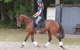 Seriously Flash OTTB Gelding!! on HorseYard.com.au (thumbnail)