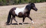 Outstanding Miniature Pony/APSB colt - Yearling on HorseYard.com.au (thumbnail)
