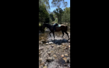 Super easy to ride TB on HorseYard.com.au (thumbnail)