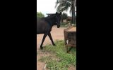 Handsome gelding with potential  on HorseYard.com.au (thumbnail)