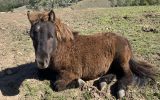 Gelding and stallion miniature ponies - must be sold together on HorseYard.com.au (thumbnail)