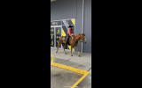 Registered paint gelding  on HorseYard.com.au (thumbnail)