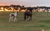 Lovely Clydesdale x Colt  on HorseYard.com.au (thumbnail)