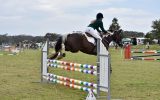 Talented Jumper  on HorseYard.com.au (thumbnail)