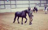 Friesian x Andalusian  on HorseYard.com.au (thumbnail)