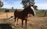 Good Prophecy mare - Q-91314 on HorseYard.com.au (thumbnail)