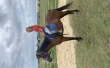 6 yr old riding pony mare on HorseYard.com.au (thumbnail)