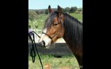 2yo Gypsy Cob (50%) X Clydie X Gelding â€“ feather galore and amazing temperament on HorseYard.com.au (thumbnail)