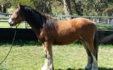 2yo Gypsy Cob (50%) X Clydie X Gelding â€“ feather galore and amazing temperament on HorseYard.com.au (thumbnail)