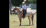 REGISTERED RED DUN LEOPARD APPALOOSA GELDING on HorseYard.com.au (thumbnail)