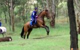 T/B 17.3hh Geld 17 yrs - been there done that. on HorseYard.com.au (thumbnail)