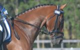 T/B 17.3hh Geld 17 yrs - been there done that. on HorseYard.com.au (thumbnail)