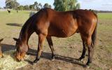 BAY THOROUGHBRED GELDING on HorseYard.com.au (thumbnail)