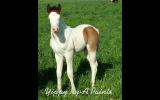 PHAA COLT  on HorseYard.com.au (thumbnail)