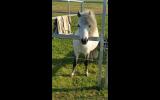 **Miniature Gelding** on HorseYard.com.au (thumbnail)