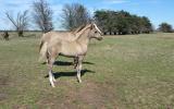 Silver Taffy Grulla colt on HorseYard.com.au (thumbnail)