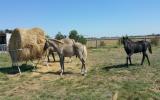 Silver Taffy Grulla colt on HorseYard.com.au (thumbnail)