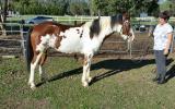 Clydie x pinto 5yrs 14.2h sweet and easy on HorseYard.com.au (thumbnail)