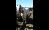 Miss Cheeky 2yo apsb x welsh on HorseYard.com.au (thumbnail)