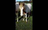 Bicardi rising 2yo A.p.s.b X mountain pony Gelding just adorabubble on HorseYard.com.au (thumbnail)