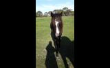 Beautiful Black Magic A.P.S.B X Riding pony Filly on HorseYard.com.au (thumbnail)