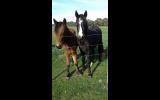 Beautiful Black Magic A.P.S.B X Riding pony Filly on HorseYard.com.au (thumbnail)