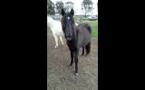 Tonka Rising 2yo grey Apsb X welsh pony gelding on HorseYard.com.au (thumbnail)
