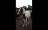 Ellie very sweet affectionate pony 2yo ready to start on HorseYard.com.au (thumbnail)