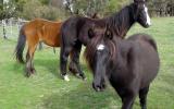 Tonka Rising 2yo grey Apsb X welsh pony gelding on HorseYard.com.au (thumbnail)