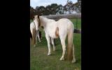 Ellie very sweet affectionate pony 2yo ready to start on HorseYard.com.au (thumbnail)