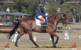 T/B 17.3hh Geld 17 yrs - been there done that. on HorseYard.com.au (thumbnail)