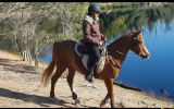 Purebred Arabian Gelding on HorseYard.com.au (thumbnail)