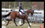 T/B 17.3hh Geld 17 yrs - been there done that. on HorseYard.com.au (thumbnail)