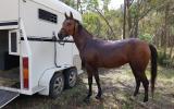 Mali on HorseYard.com.au (thumbnail)