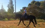 ASH/QH mare on HorseYard.com.au (thumbnail)