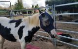 Black and white Pony on HorseYard.com.au (thumbnail)