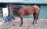 7yo TB gelding on HorseYard.com.au (thumbnail)