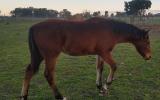  standard breed  on HorseYard.com.au (thumbnail)