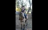 Buckskin Quarter Horse on HorseYard.com.au (thumbnail)